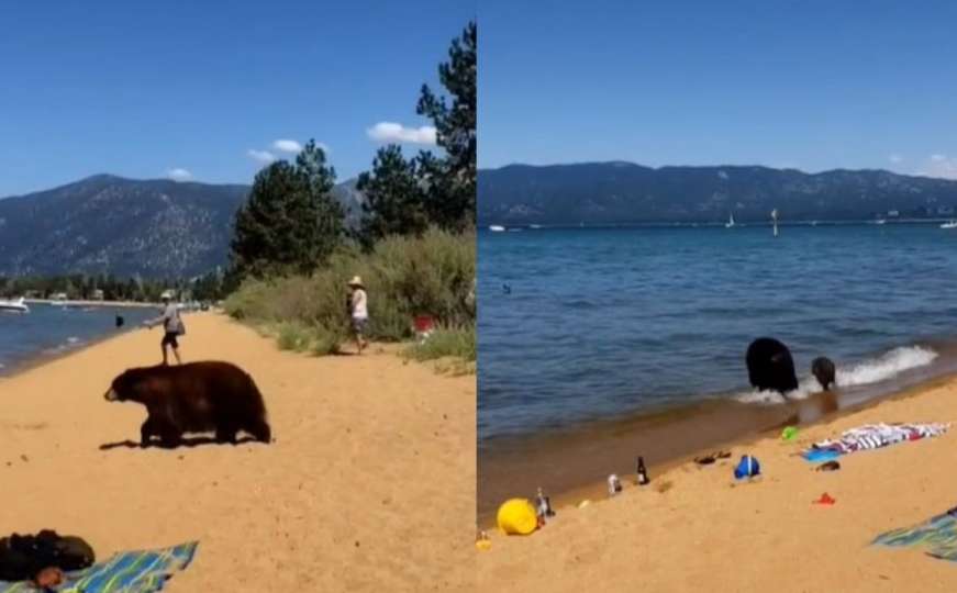 Neobičan prizor: Medvjedica povela mladunčad na plažu